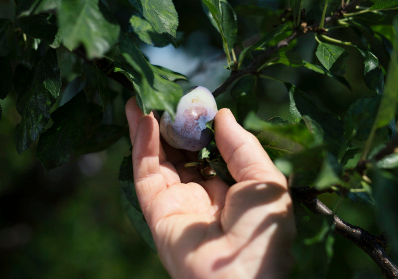 Sustainability photo of picking plum