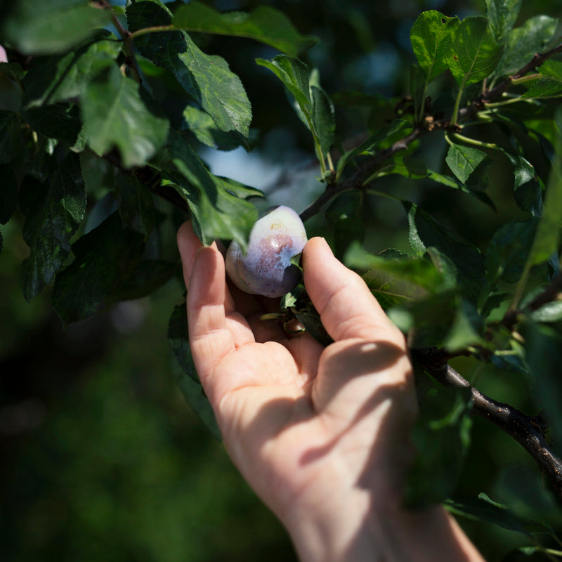 Sustainability photo of picking plum